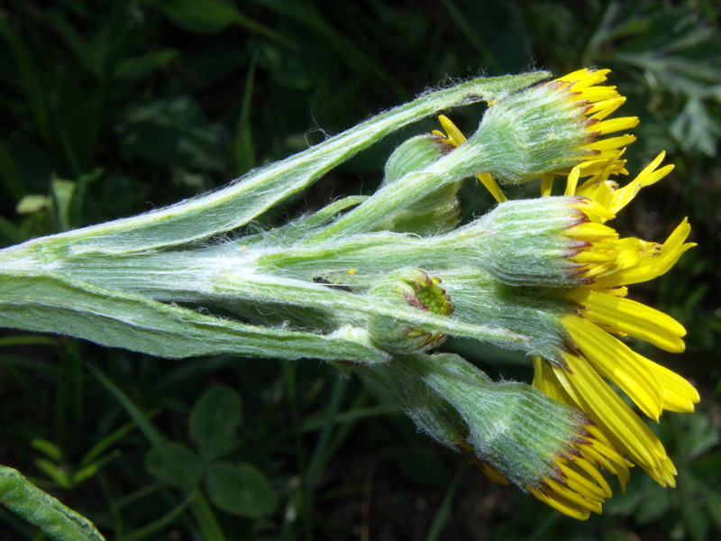Tephroseris balbisiana / Senecione di Balbis
